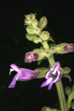 Salvia przewalskii RCP7-08 4.jpg